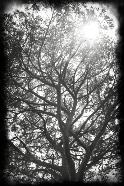 OMBRE ET LUMIÈRE. Forêt d’ Orléans. Printemps. EMMANUEL BOURDIER